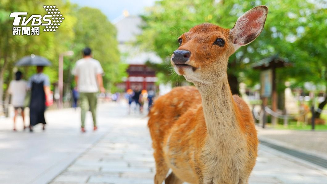 奈良鹿被指定為日本的天然紀念物。(示意圖/shutterstock 達志影像)