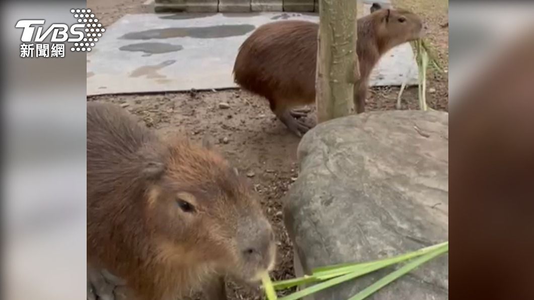 南投水豚君夫婦逃家一隻仍在逃 飼主祭協尋令