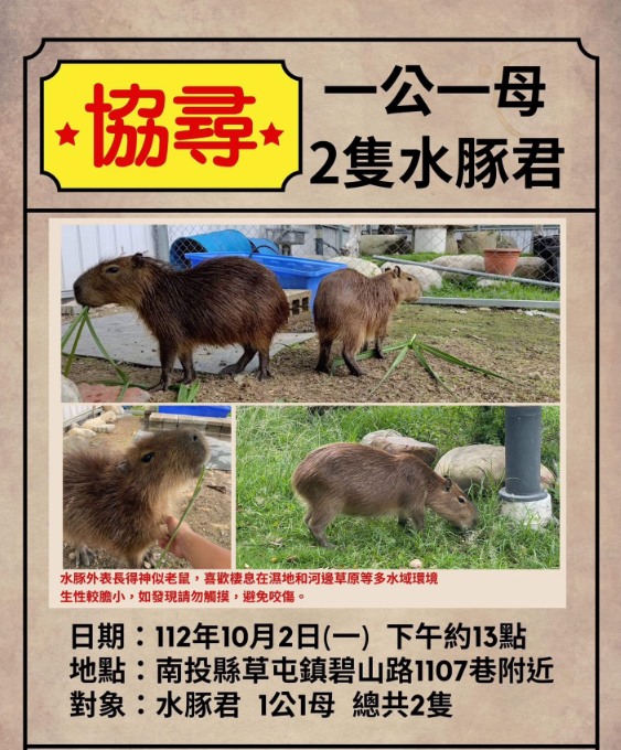 南投巫姓民眾飼養的水豚君走失,急發文協尋。(圖/翻攝自臉書)