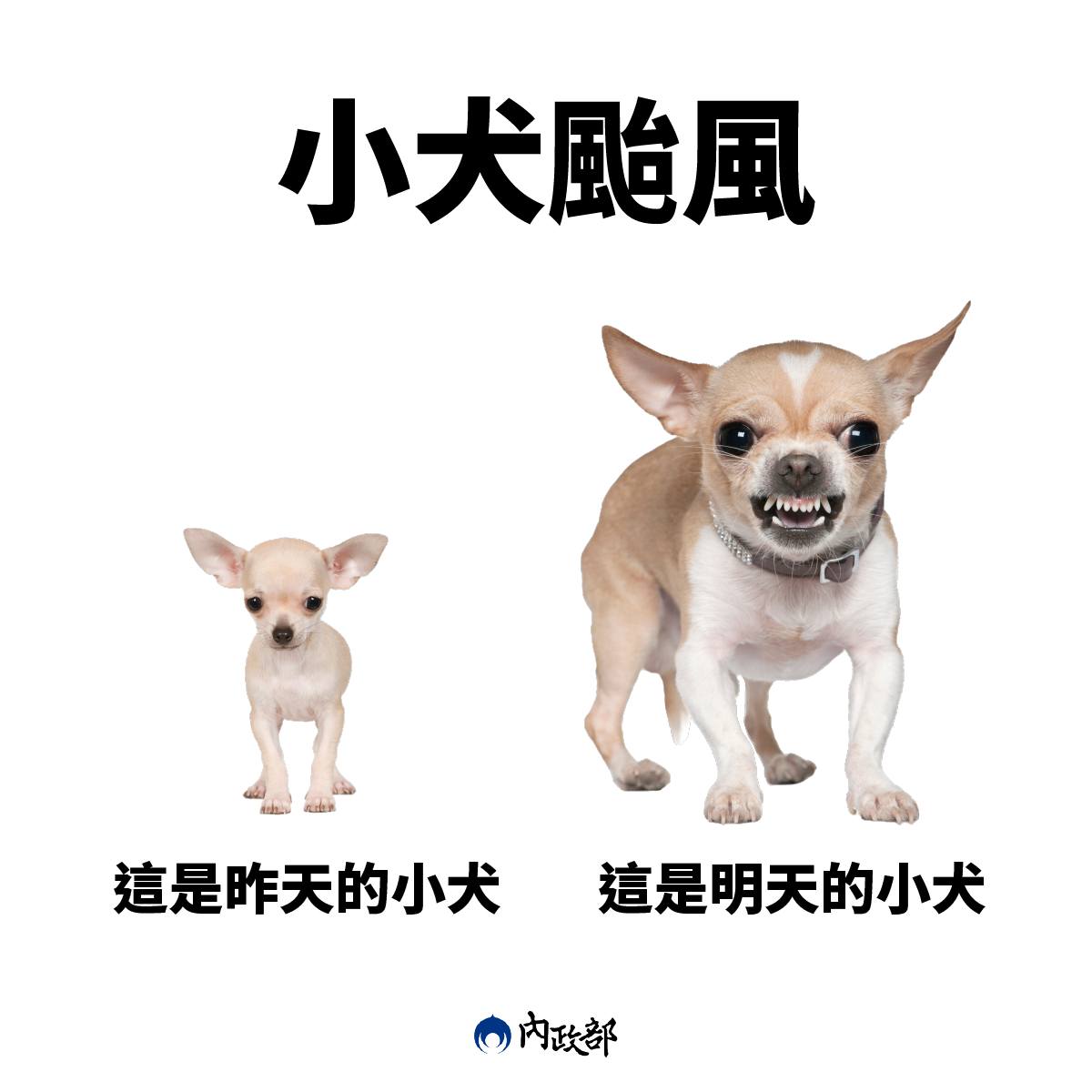 小犬颱風從昨日的可愛吉娃娃,轉眼今日變成兇猛惡犬。(圖/翻攝自內政部臉書)