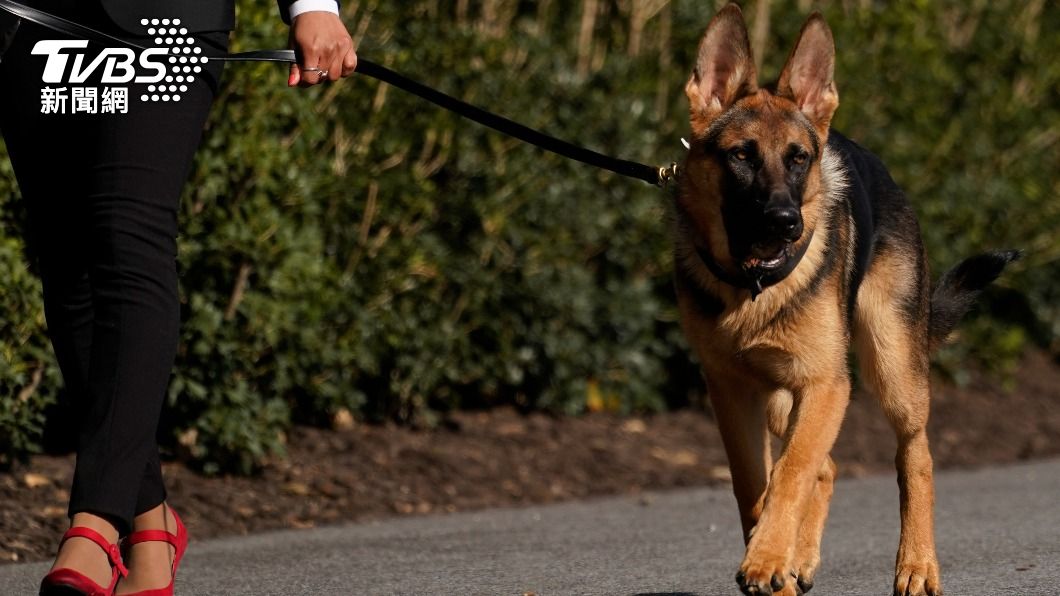 愛犬頻襲擊隨扈好困擾 拜登再次下達「逐狗令」