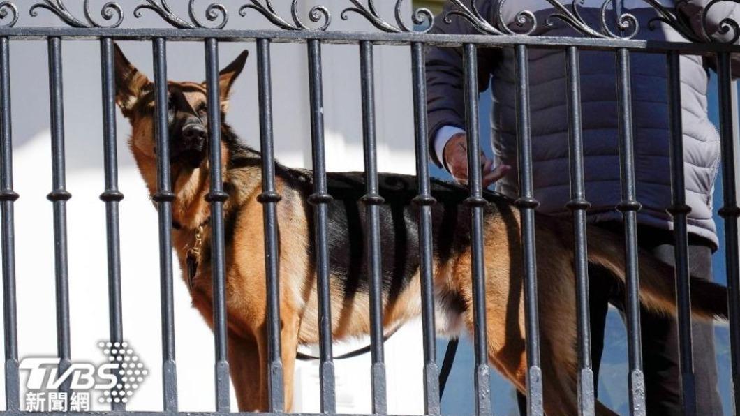 拜登養在白宮的愛犬「司令」,再次傳出咬傷特勤人員。(圖/達志影像美聯社)