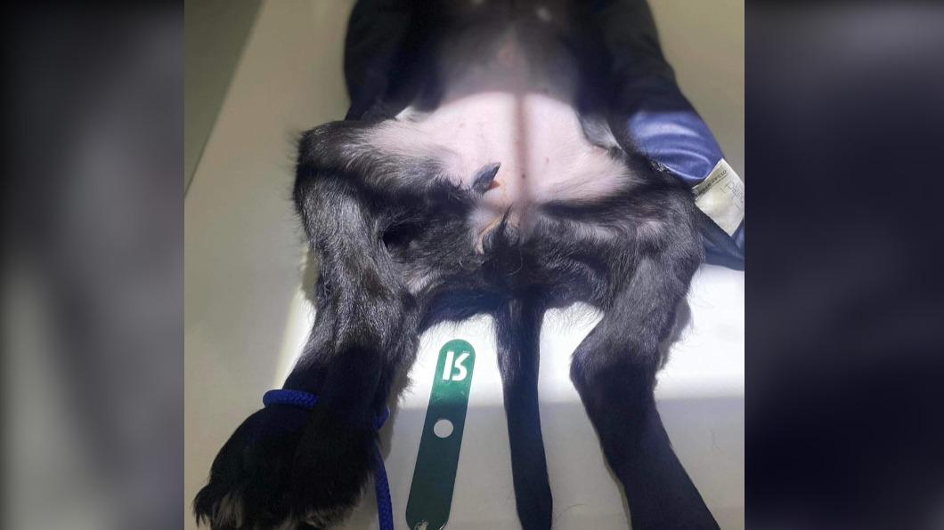 多出的2條腿其實是1根大腿骨,在膝關節處分裂成2根脛骨