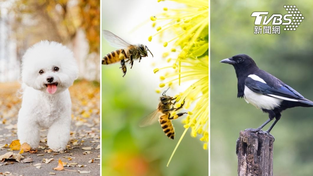 5昆蟲動物入家門=好運爆棚 牠「帶財」別趕走:數錢數不完