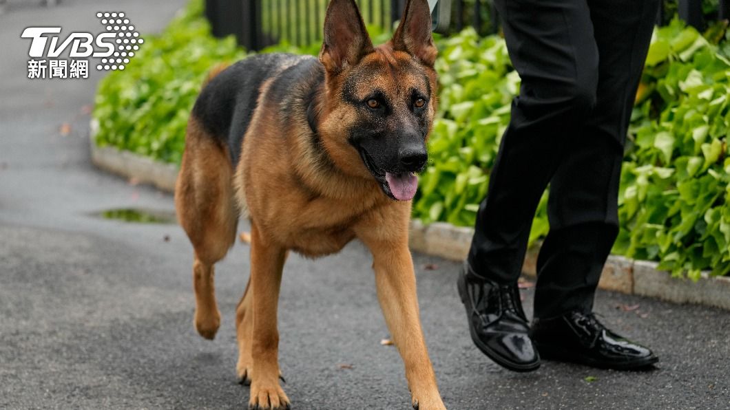 拜登愛犬至少已咬傷11人 「美國第一狗」被逐出白宮