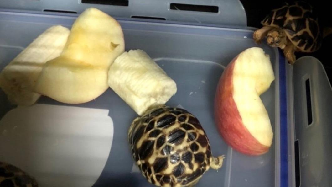 飛機驚見「鼠」出沒!旅客自泰走私動物 袋藏33隻動物