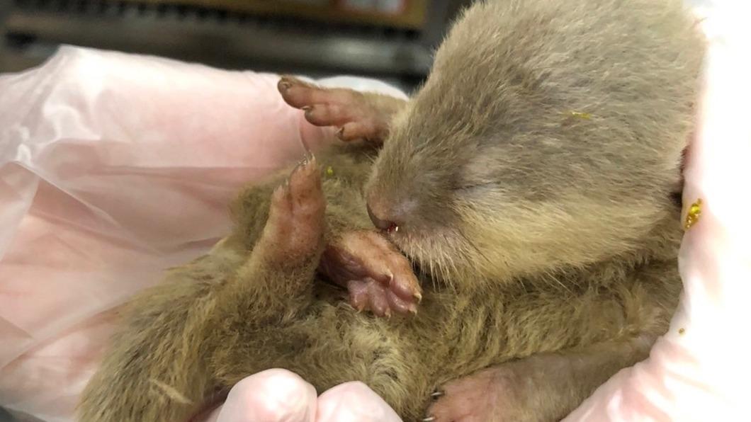 有旅客攜帶33隻動物遭航空公司發現。（圖／農業部動植物防疫檢疫署桃園分署提供）