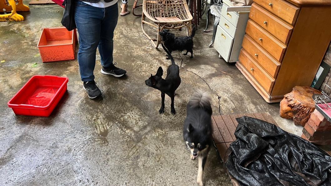 馬女將12隻外來犬貓遭惡意棄養在基隆東勢坑山。(圖/基隆動保所提供)