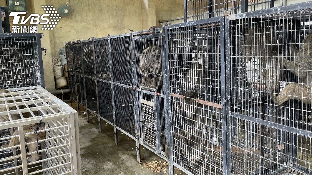 農業處強調會持續強化保育類野生動物管理。(圖/TVBS)