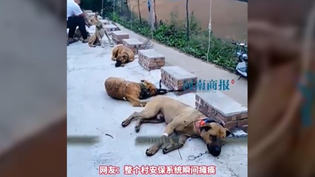 亂餵愛犬吃月餅!6狗趴地打點滴 專家揭嚴重後果