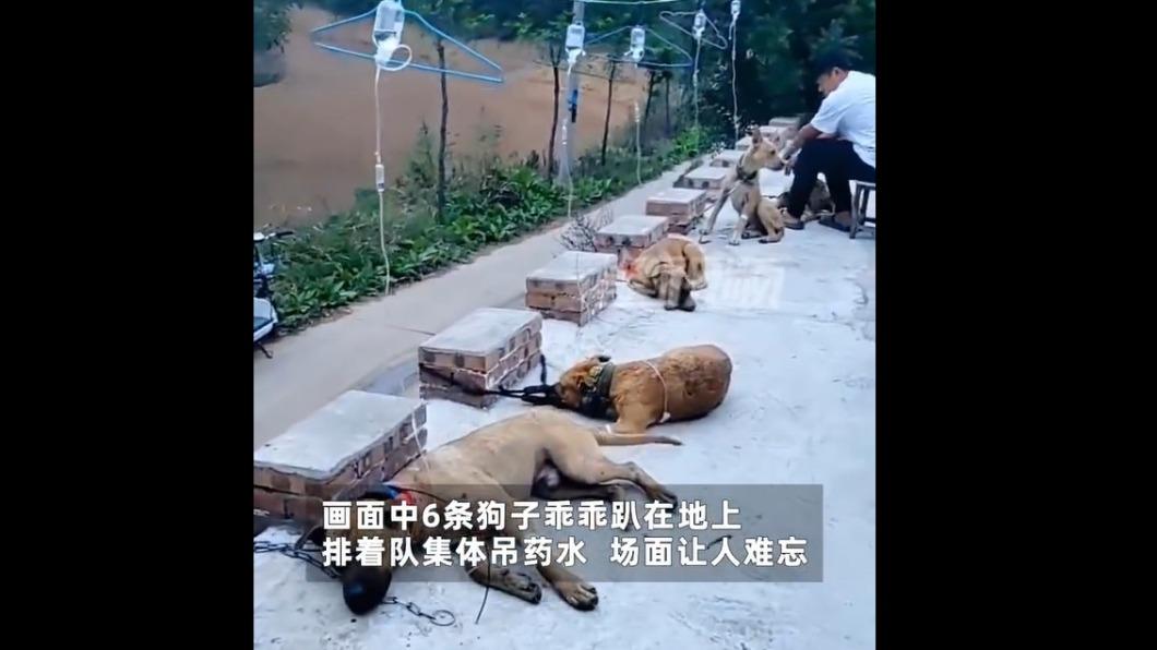 狗的上方還有「土炮點滴」。(圖/翻攝自微博)