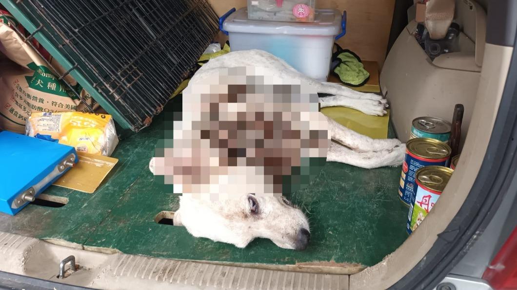 恐怖!高雄飼主解繩縱容比特犬咬死浪浪 動保處開罰