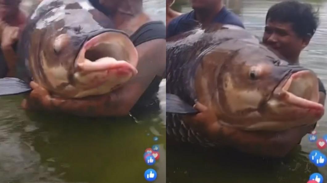 4男扛不住!英釣客捕獲百公斤「超巨鯉魚王」破世界紀錄