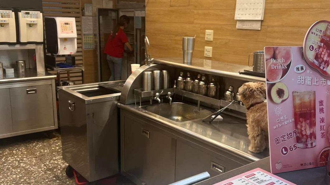 清心福全店員將愛犬帶來上班。(圖/翻攝自臉書爆料公社二社)