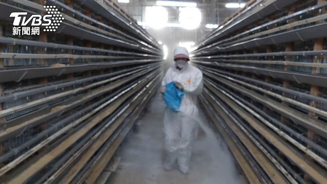 入秋首例!嘉義爆H5N1禽流感 3.5萬隻鵪鶉慘遭撲殺