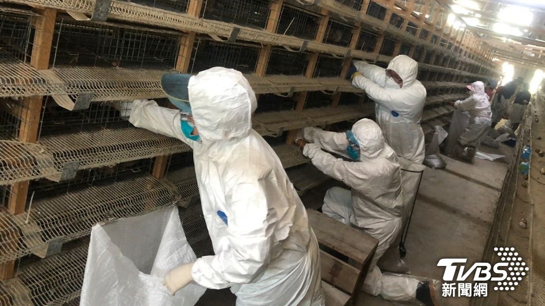 確認病死鵪鶉感染H5N1病毒。（圖／TVBS）