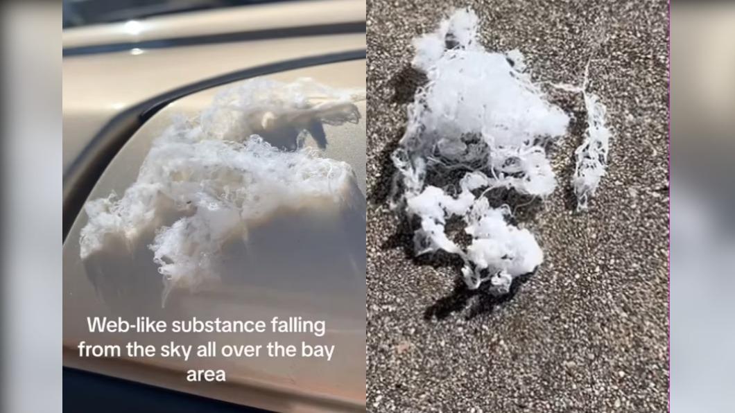 白茫一片如下雪!加州多地驚現神秘漂浮物 專家揭真實身份