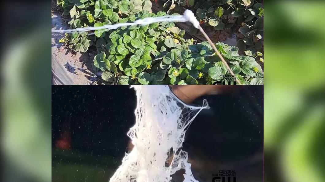 二戰期間,「蜘蛛雨」曾被誤認為化學戰。(圖/翻攝自《每日郵報》)