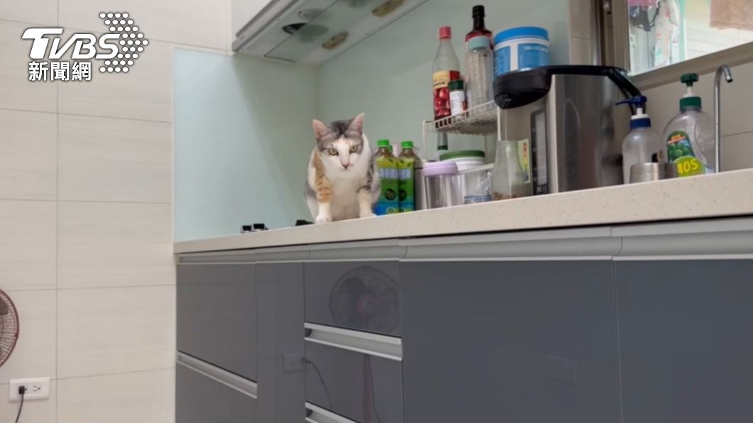 高雄飼主北上玩!放貓咪「顧厝」誤觸感應爐 差點火燒屋