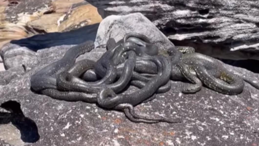 專家指出,這個現象叫「交配球」。(圖/翻攝自Sutherland Shire Snake Sightings Facebook)