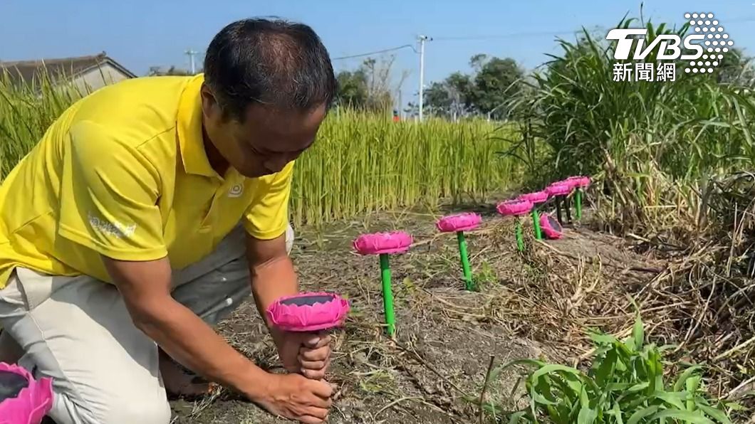 鞭炮也沒用!雲林念佛機插田裡「誦經渡化」 麻雀不敢來了