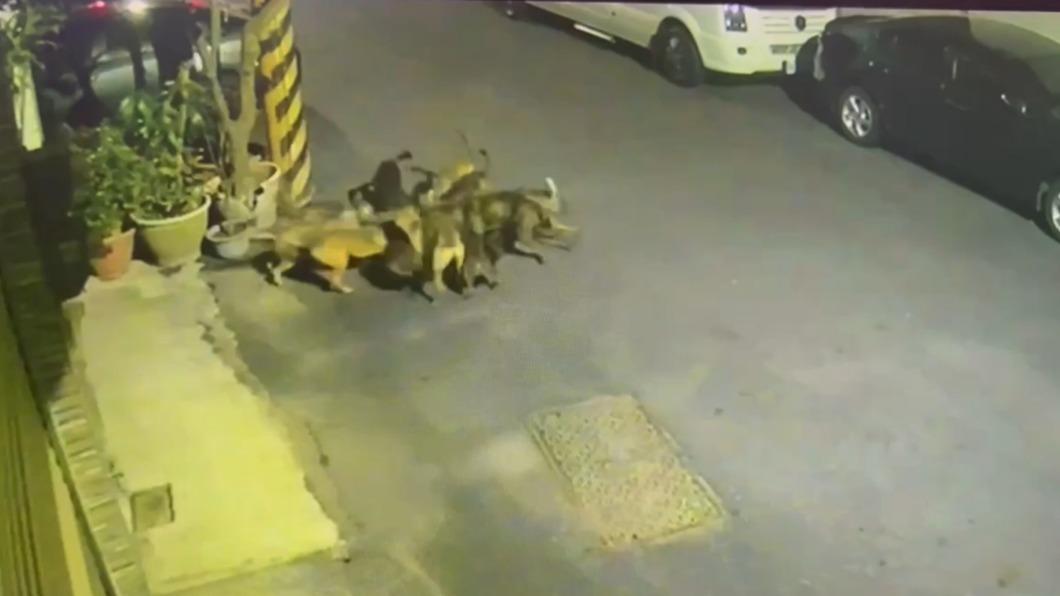 慘忍曝光!13浪犬圍攻歐告幼犬瘋狂撕咬 居民嚇:換做老人小孩怎辦