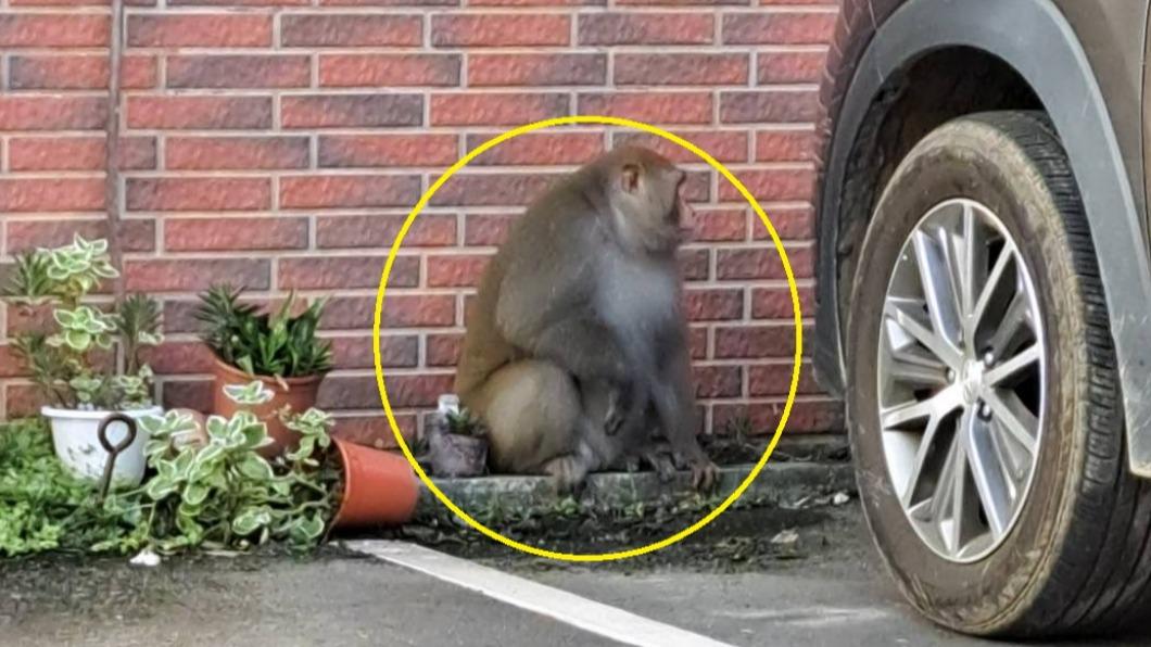 洽公嗎?雲林縣政府「胖獼猴」亂竄 民眾笑虧:伙食不錯