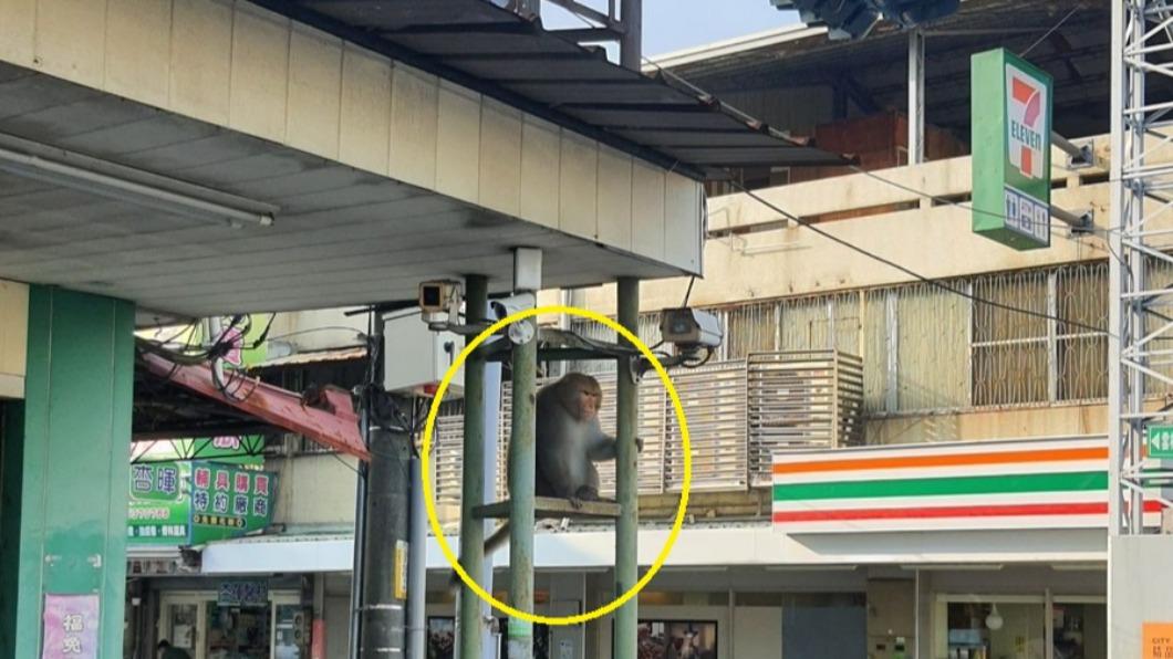 獼猴在街上亂竄。(圖/民眾提供)