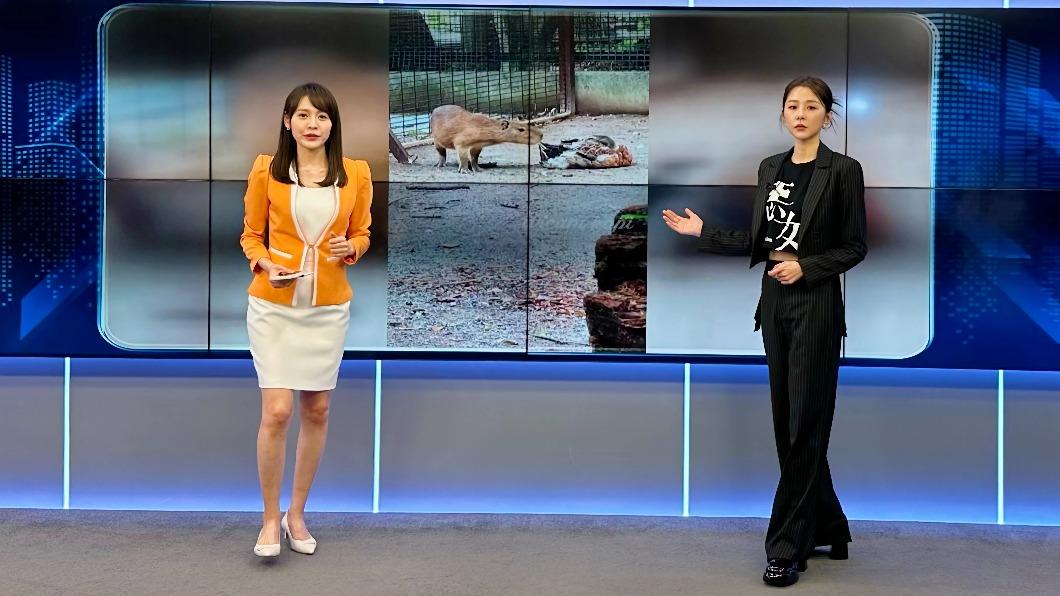 邵雨薇竟登「主播台」報新聞 無提詞機表現超驚人