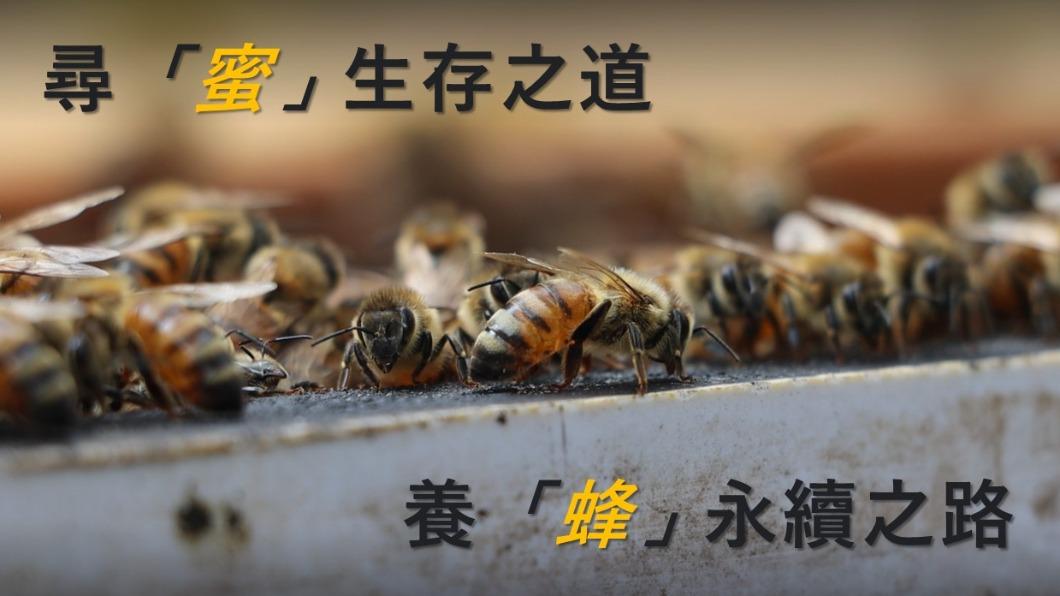 華文永續報導獎/尋「蜜」生存之道 養「蜂」永續之路