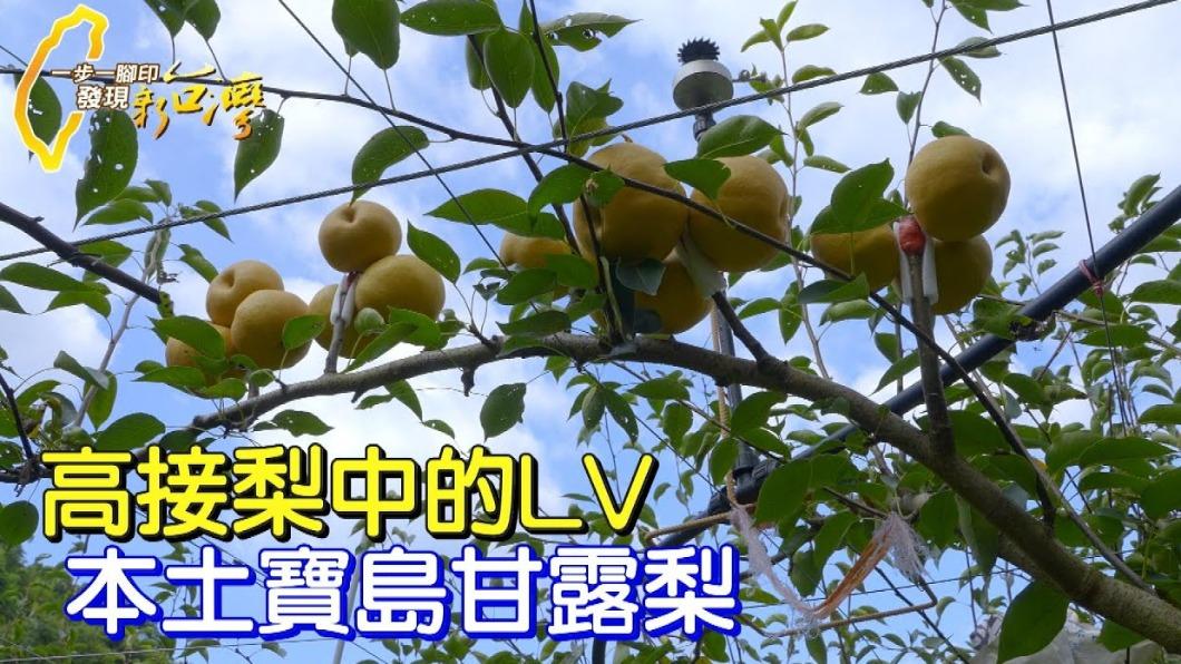 華文永續報導獎/門外漢執著精品梨