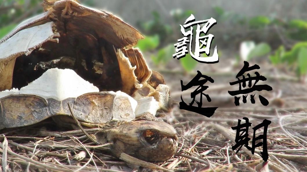 華文永續報導獎／龜途無期—臺灣原生種斑龜悲歌