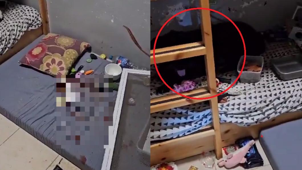 農村瀰漫屍臭味!全家遭哈瑪斯滅口 狗狗堅守小主人房拒離開