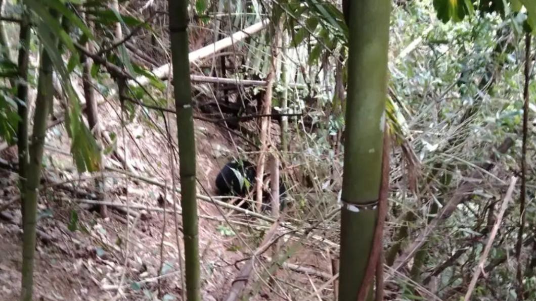 小台灣黑熊受困陷阱內。（圖／翻攝自記者爆料網）