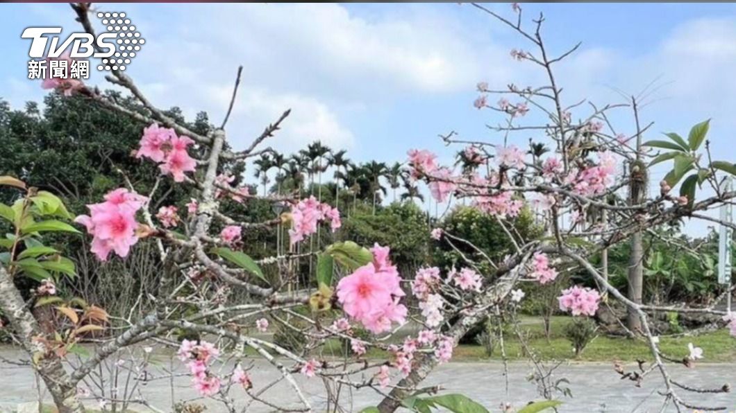 南投石馬公園河津櫻1年花開2次今年停辦夜櫻水舞秀