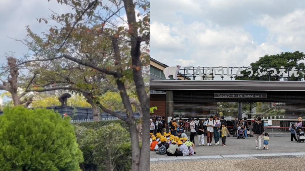 黑猩猩逃脫還咬傷獸醫臉部! 大阪天王寺動物園緊急關閉