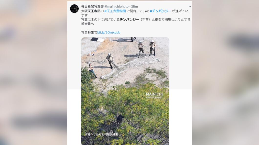 動物園職員圍捕逃脫的黑猩猩。(圖/翻攝自推特)