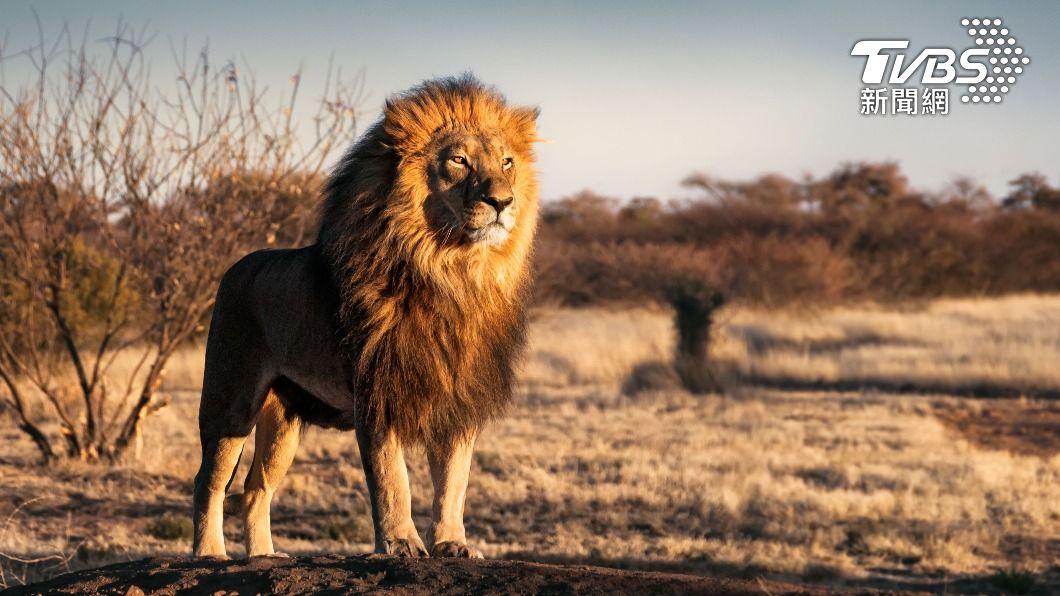 一般雄獅的頭髮造型。(示意圖/達志影像Shutterstock)