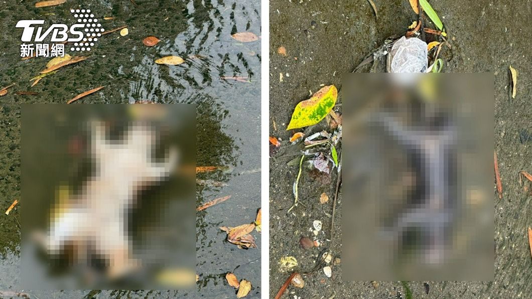 疑中毒!台中9隻貓咪翻肚橫死排水溝 網怒:根本恐怖凶殺