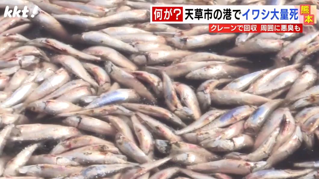 熊本縣天草市的一處漁港出現大量死亡的沙丁魚,密集漂浮在海面上。(圖/翻攝自KKT熊本縣民電視台)