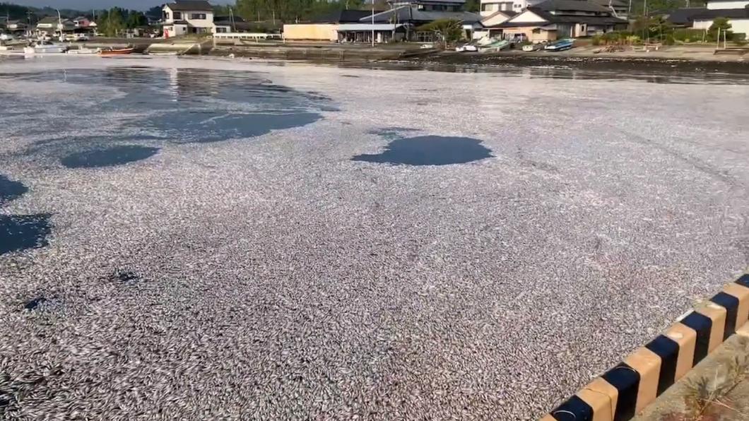 沙丁魚大量死亡! 日漁港「被腐爛死魚覆蓋」飄濃烈惡臭