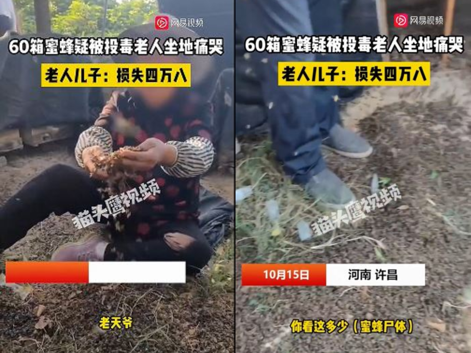 婦人抓著蜂屍哭喊。(圖/翻攝自網易視頻)