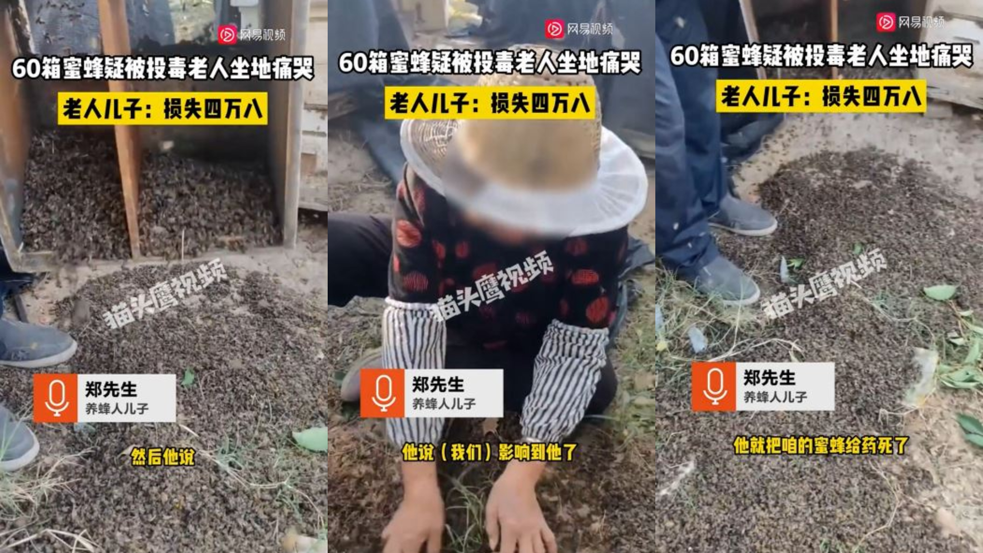 地上全是蜂屍,多達60箱蜜蜂被毒死。(圖/翻攝自網易視頻)