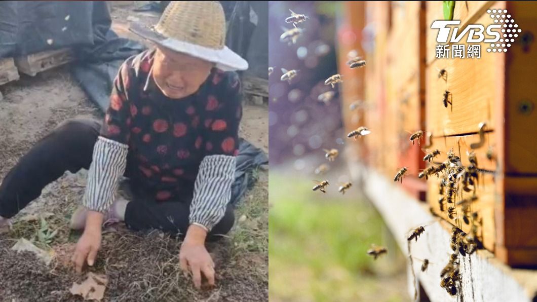 60箱蜜蜂遭投毒「一夜死光」　蜂農跌地暴哭：都是生命啊