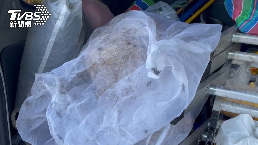 基隆忘憂谷步道驚見虎頭蜂巢!直徑40公分嚇壞眾人 市府緊急拆除