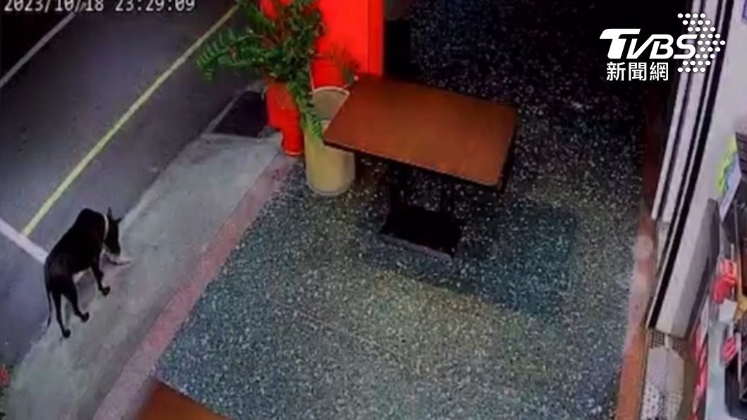真的撿到槍! 苗栗炸雞店老闆曝:自家愛犬「叼槍回家」