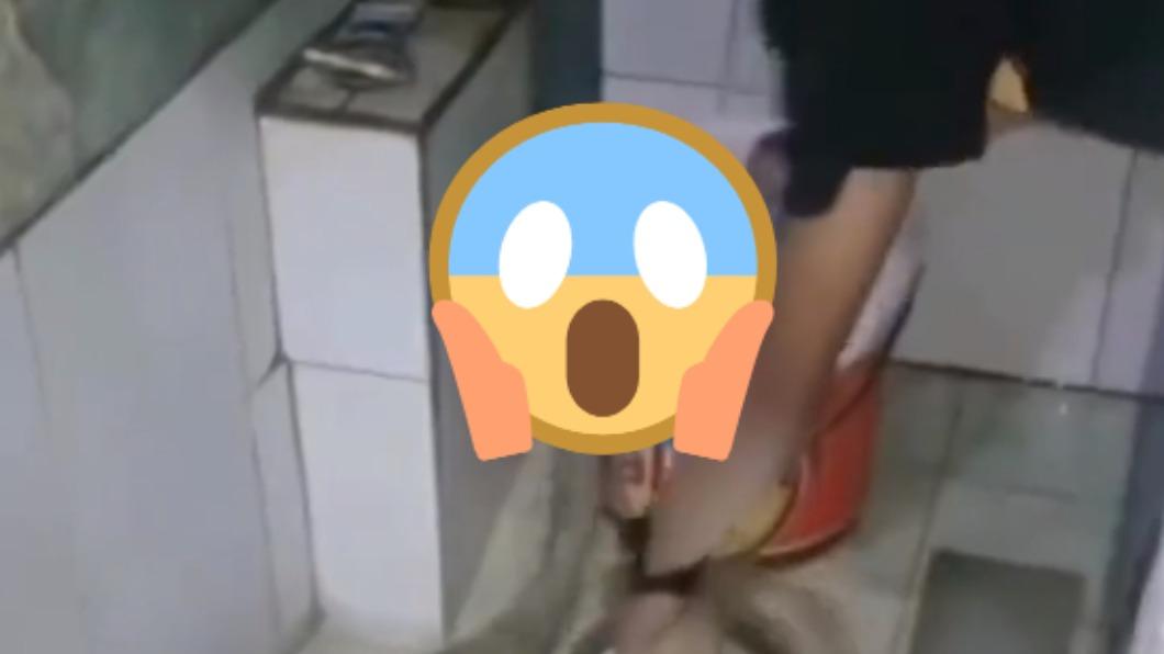 眼鏡蛇當寵物!主人幫「全身SPA淨身」 張口嚇壞眾人