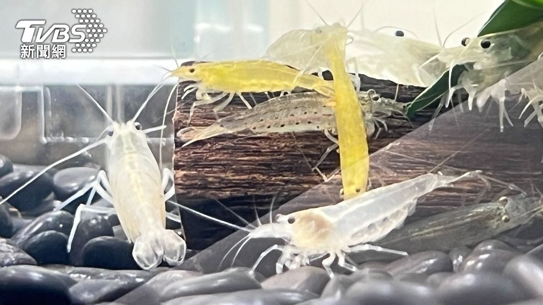 台灣成功繁殖的「白色大和藻蝦」