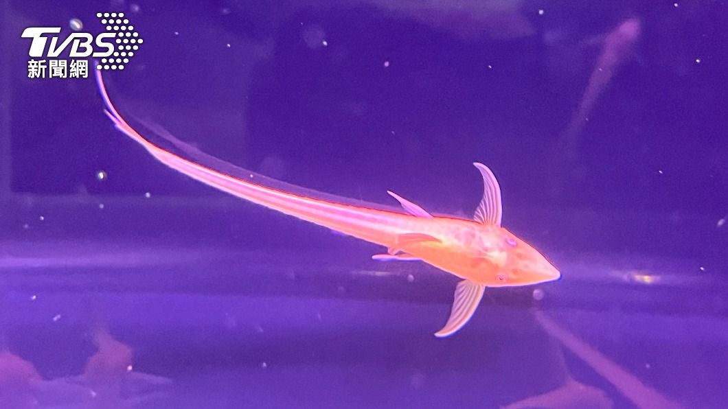 世界之最珍稀魚種「超級二線鼠」