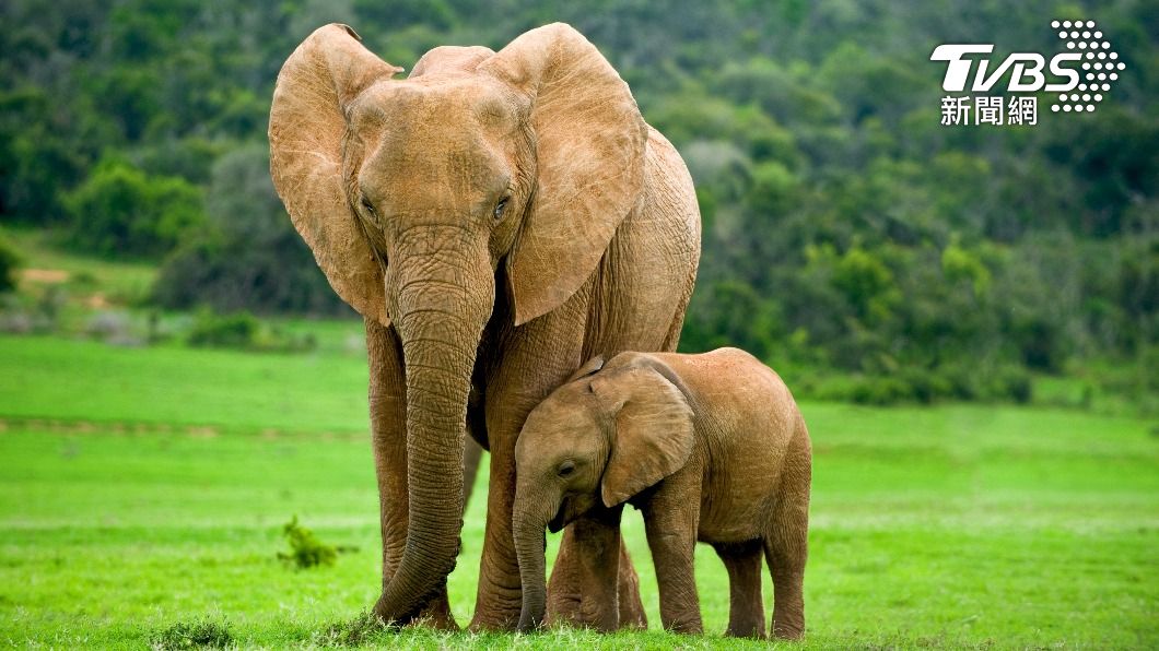 毛小孩誤闖動物園!母象突然叫一聲 下秒倒地沒氣息
